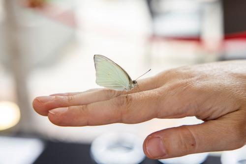 A butterfly rests on a hand outside.