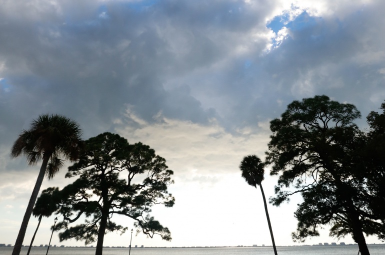 Coastal trees under ominous clouds