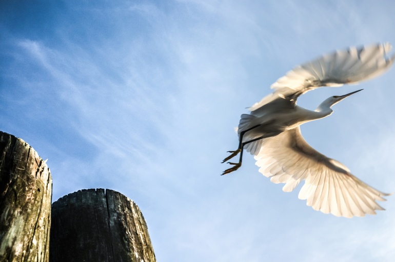 Coastal bird soaring above rocks